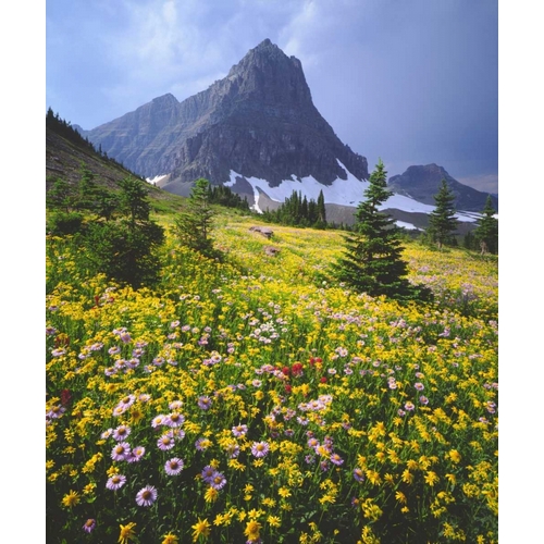 Montana, Glacier NP Wildflowers